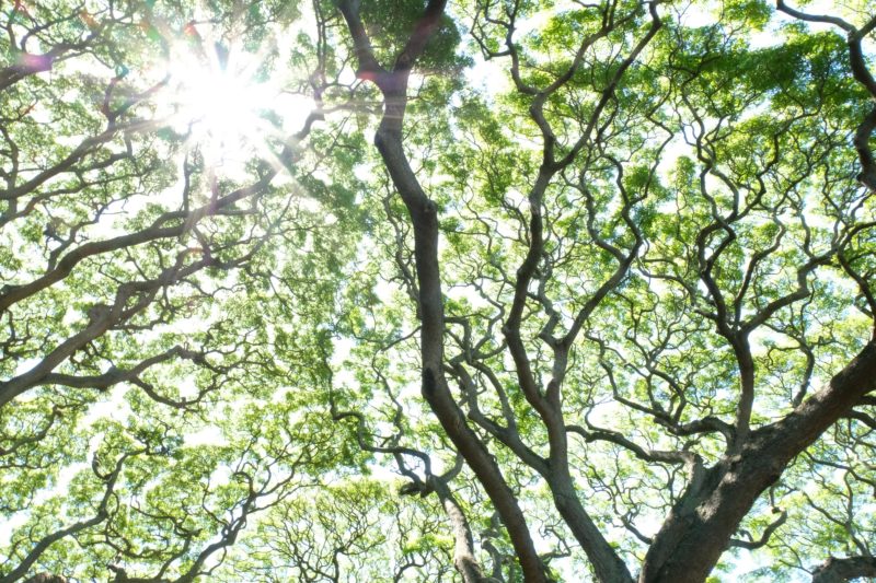 Have you heard about the Hitachi tree in Moanalua Gardens, Oahu, Hawaii? It's a famous tree in Japan and many Japanese tourists make the trek to these privately-owned gardens to see this magnificent tree that's been deemed an "exceptional" tree by the city council. Visit this hidden gem and discover not just a tree, but a royal summer home, plenty of beautifully carved wooden furniture and an oasis in central Oahu. From a local Hawaii girl's point-of-view.