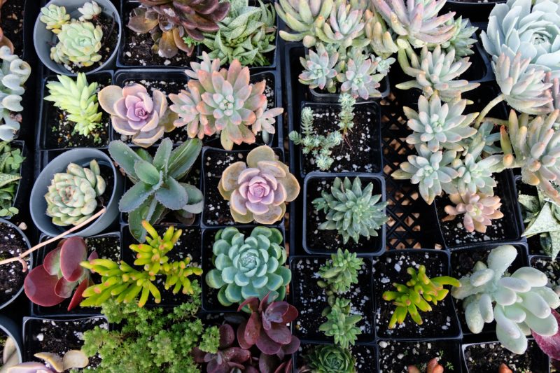 A colorful assortment of succulents that are available for purchase at Mari's Gardens.