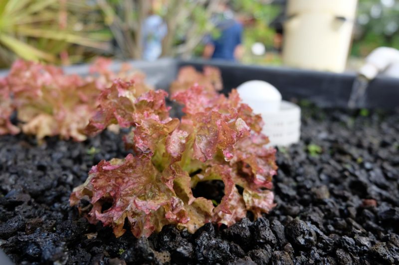 Lettuce growing on a bed of lava rock media in an aquaponic system.