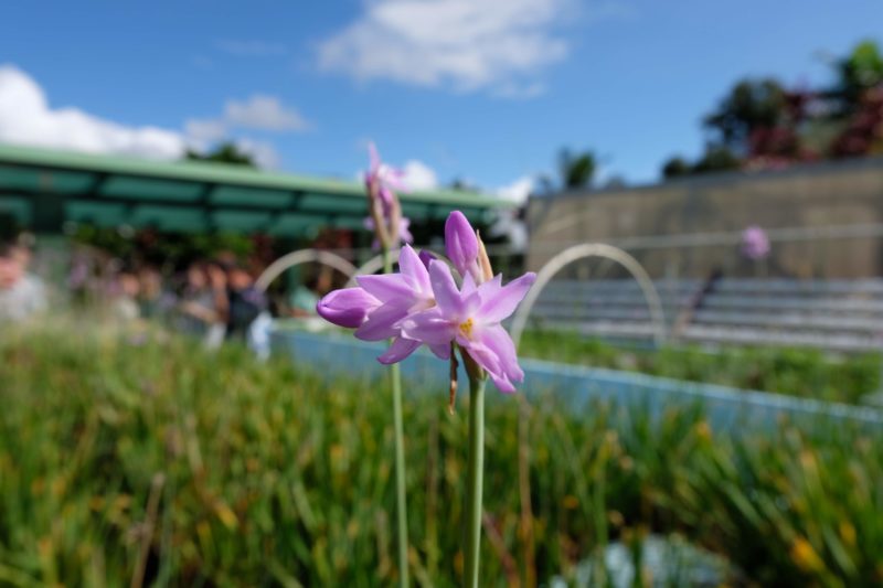 Flowers that smelled like garlic were a popular point in the Mari's Gardens tour.