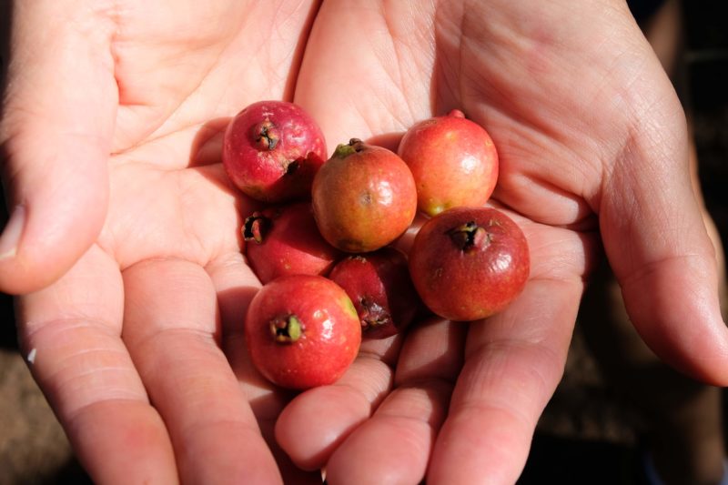 Strawberry guavas were growing on the side of the Manana trail ready to be picked and eaten.