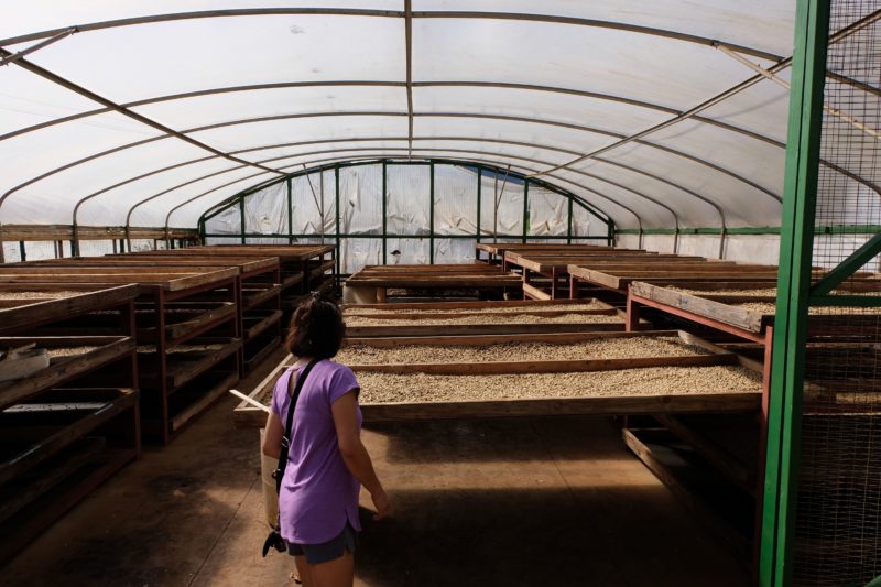 During the old Waialua sugar mill's coffee and chocolate tour, Mom takes a look around where the drying process happens for the coffee and chocolate.