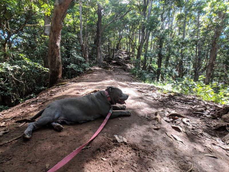 Daisy got tired and took a break by plopping down in the middle of a shady tunnel of trees at Manana trail.