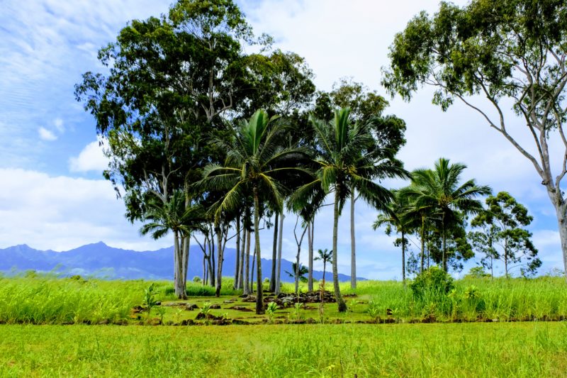 The first view of Kukaniloko as you enter the clearing.