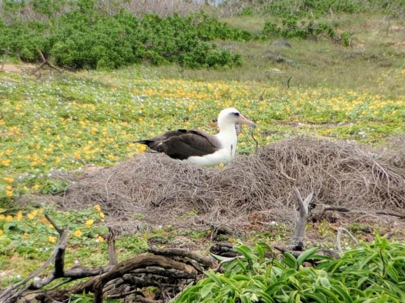 A Laysan albatross keeps a watchful eye on me at Kaena Point.