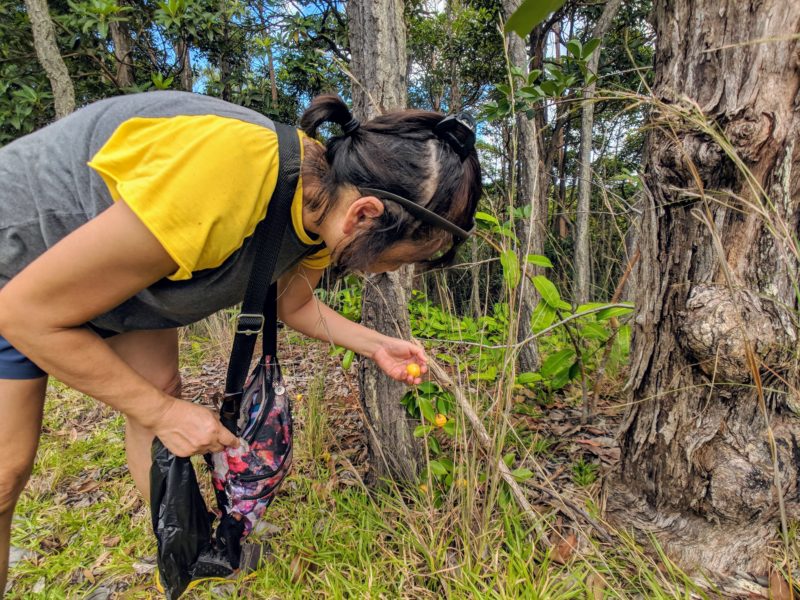 Mom picking the uncommon yellow strawberry guava fruit on the Manana trail.