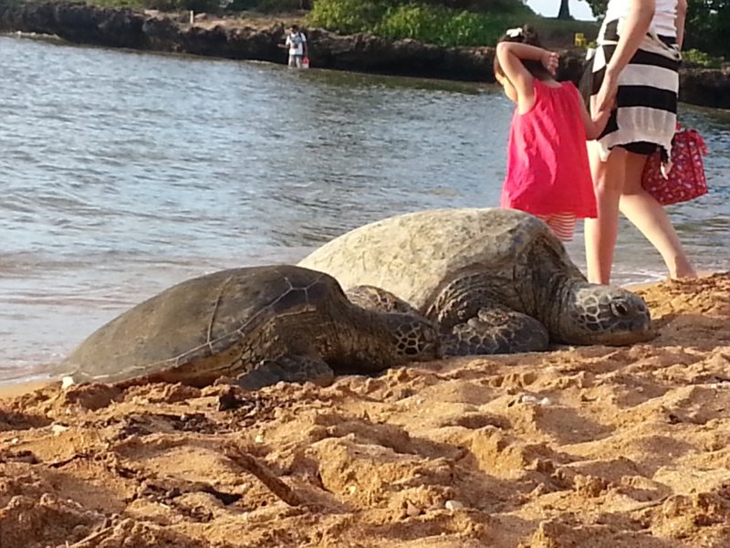 Resting turtles at Haleiwa beach park. The Best Beaches In Oahu’s North Shore For Families.