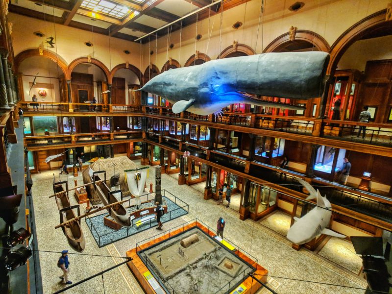 The Hawaiian Hall from the 3rd floor | Bernice Pauahi Bishop Museum