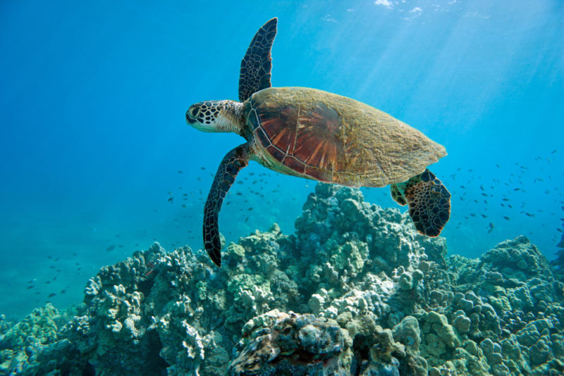 A sea turtle swimming through the waters. The Best Beaches In Oahu’s North Shore For Families.