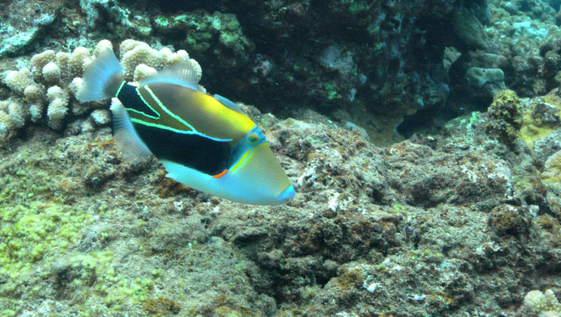 A swimming humuhumunukunukuapaa - the Hawaii state fish. The Best Beaches In Oahu’s North Shore For Families.