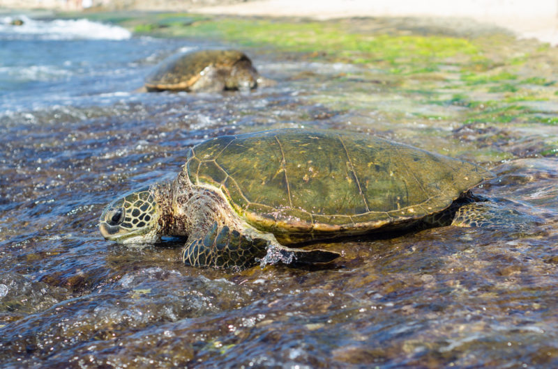 Laniakea turtles out on the rocks. The Best Beaches In Oahu’s North Shore For Families.