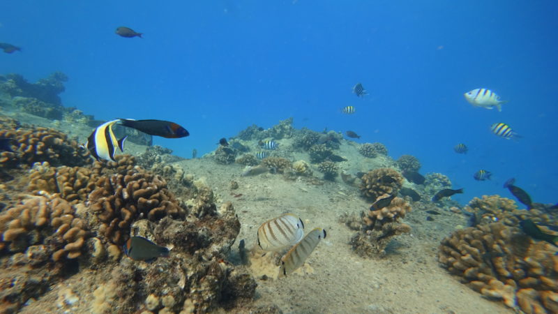 Diving down to get eye level with the fish at Electric Beach, Kahe Point Beach Park