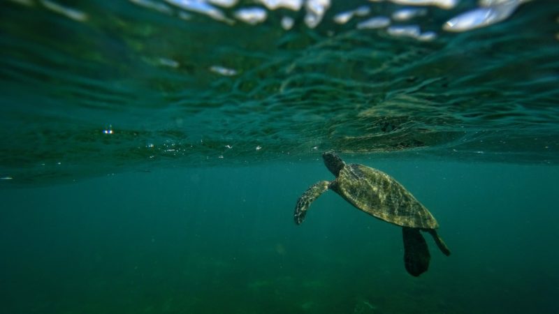 Turtle taking a breath at Aweoweo beach.