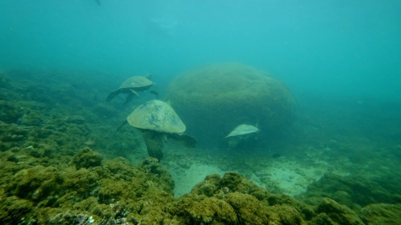 Turtle cleaning station.