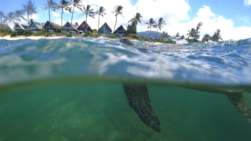 Turtle breathing above the water