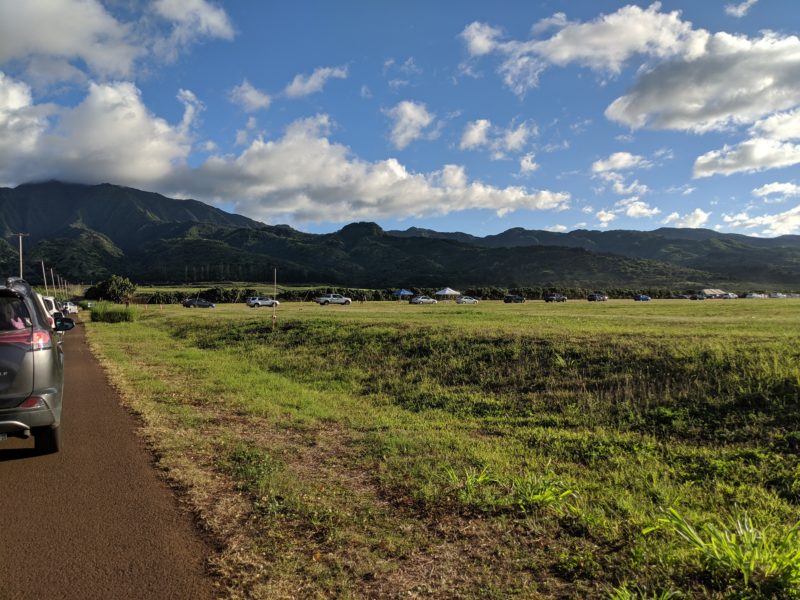 Lining up at the Waialua sunflower fields