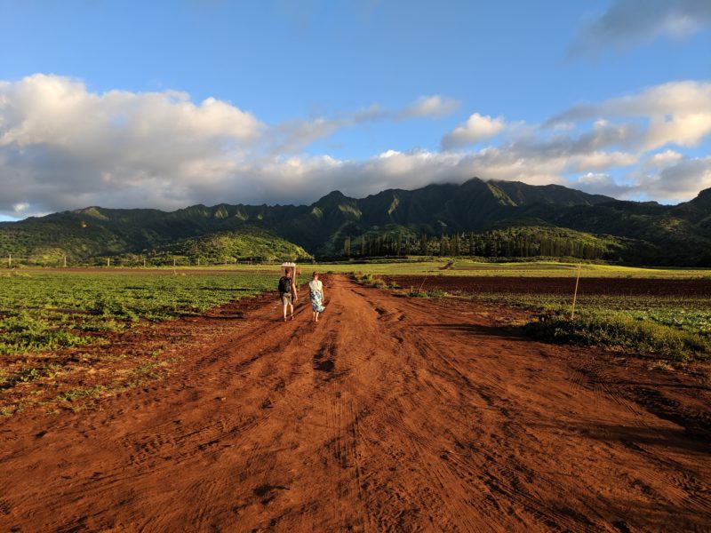 Waianae mountains from Waialua Sunflower Fields