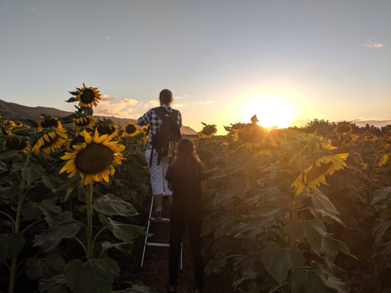 Bring a ladder to the Waialua sunflower fields