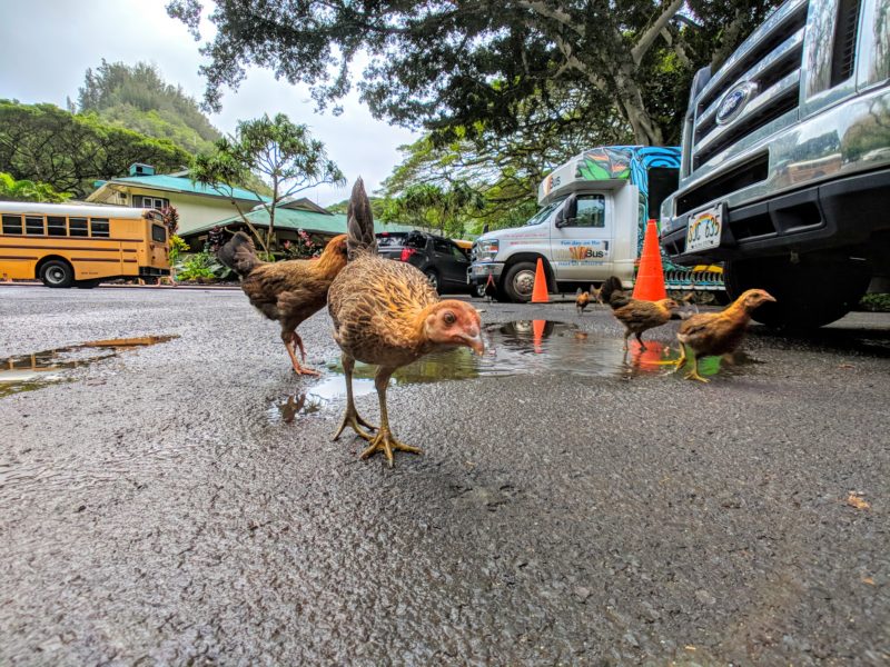 Chickens in the Waimea Valley parking lot.