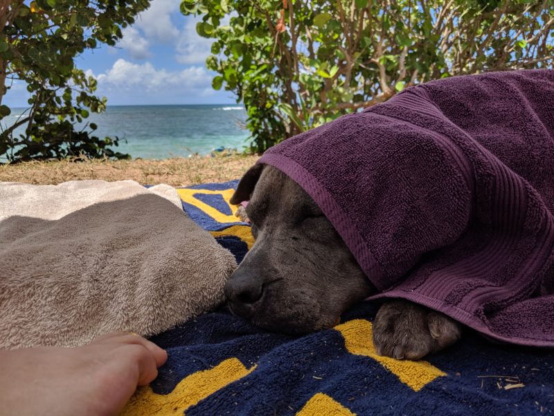 Dog on beach.