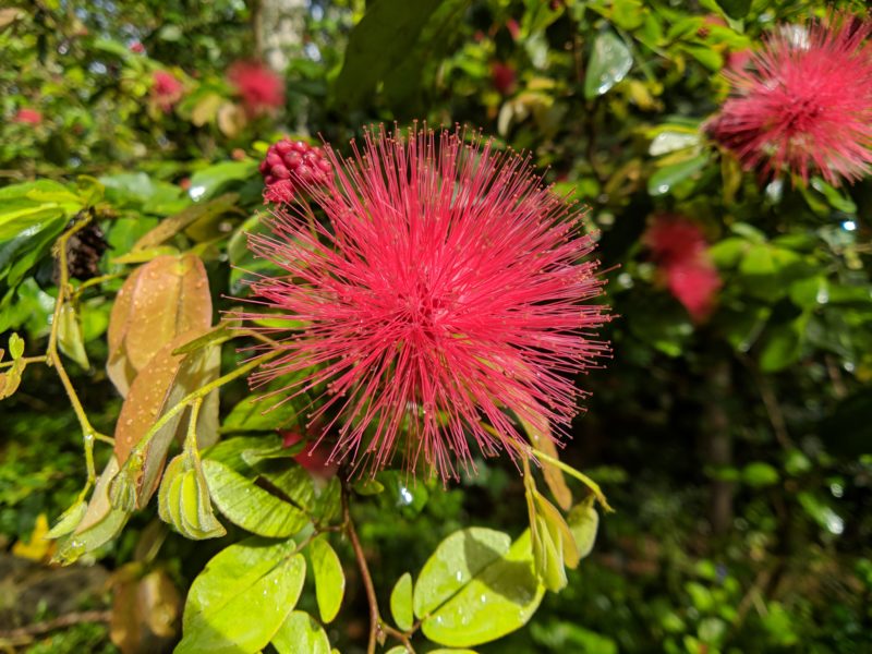 Flowers at Waimea Valley.