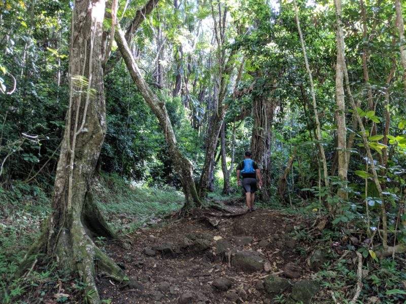 Hiking through the rainforest on the Makiki Valley Loop Trail.