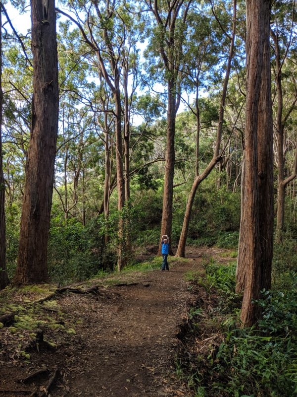 Aiea Loop Trail