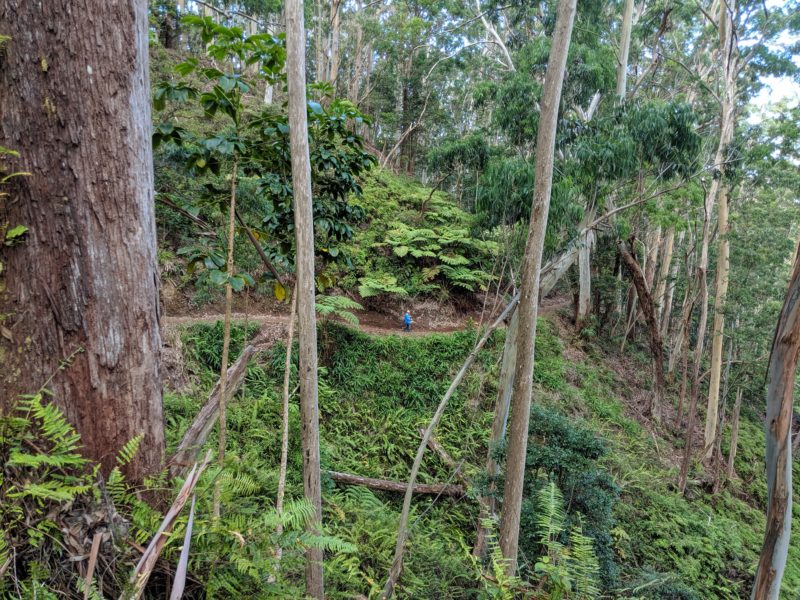 Aiea Loop Trail