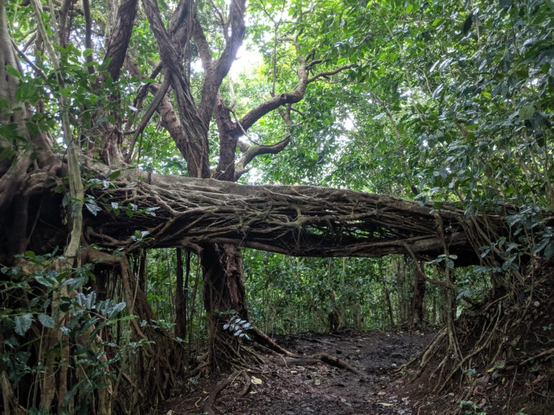 A rotting tree that added a touch of eeriness to our hike.