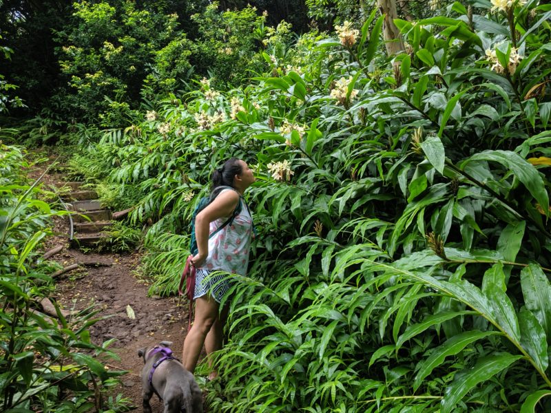 Smelling wild Micronesian Ginger flowers.