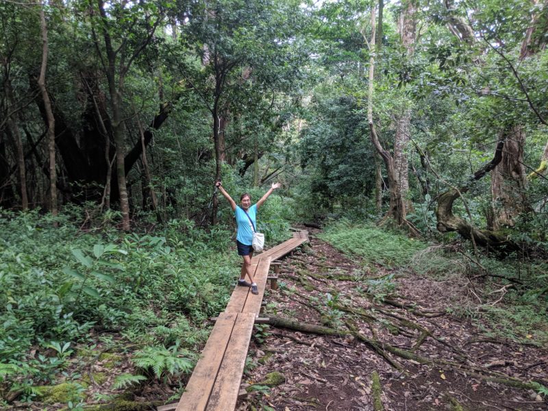 Pauoa Flats boardwalk.