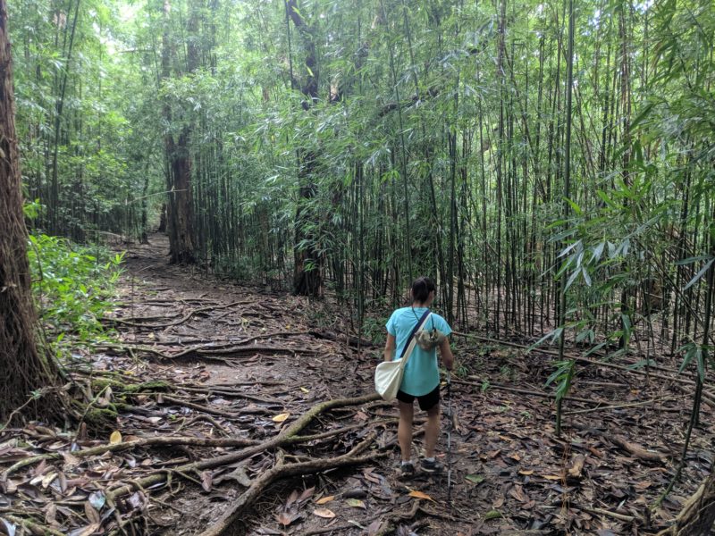 Pauoa Flats bamboo forest.