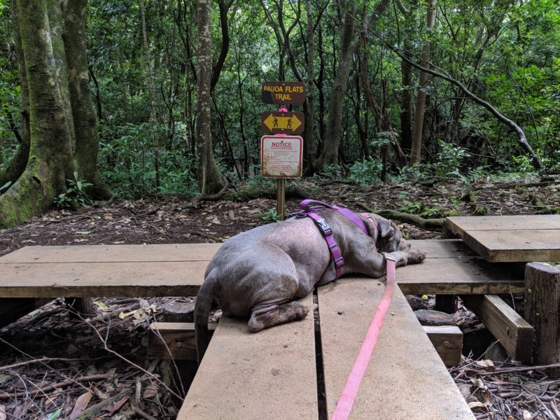 If you take a left at the split, Kalawahine and Pauoa Flats Trails will meet at this boardwalk.