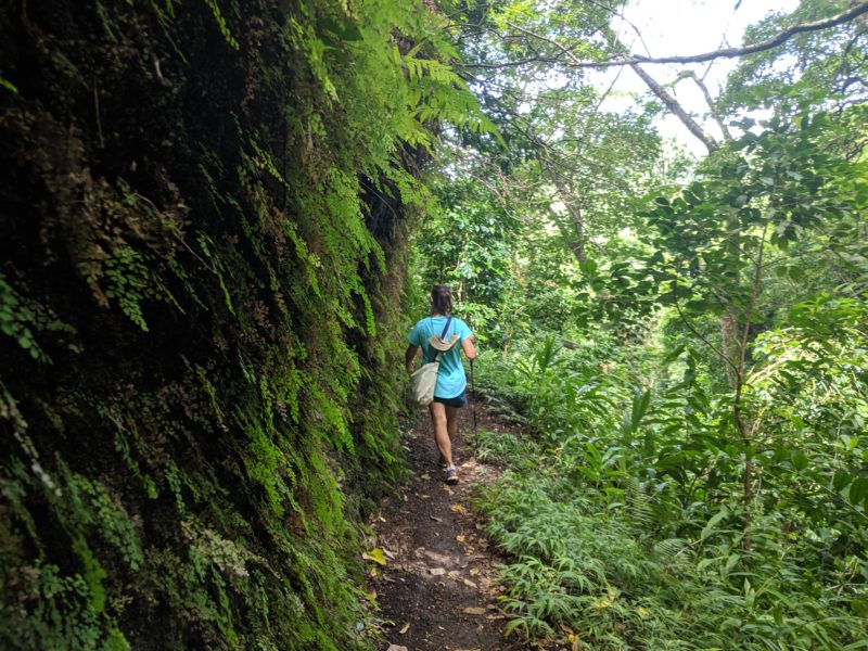 A wall of green on the Kalawahine Trail.