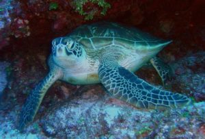 Where to find turtles in Oahu