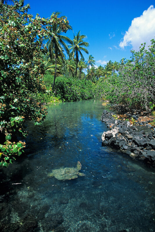 Coastal Hike To Kiholo Bay To See Green Sea Turtles