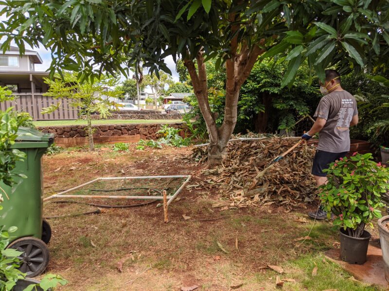 My brother Michael gathering all the loose mango tree leaves (we keep them for mulch).