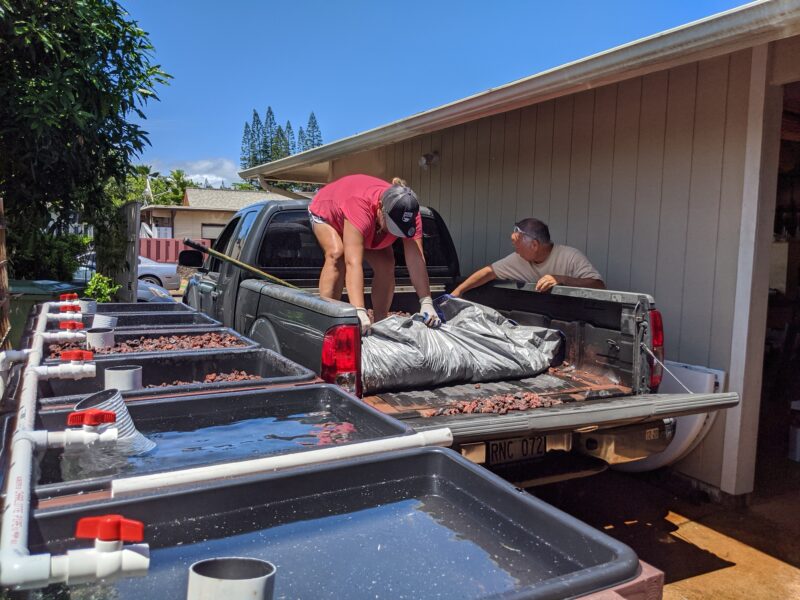 Using the tarp to gather the lava rock.