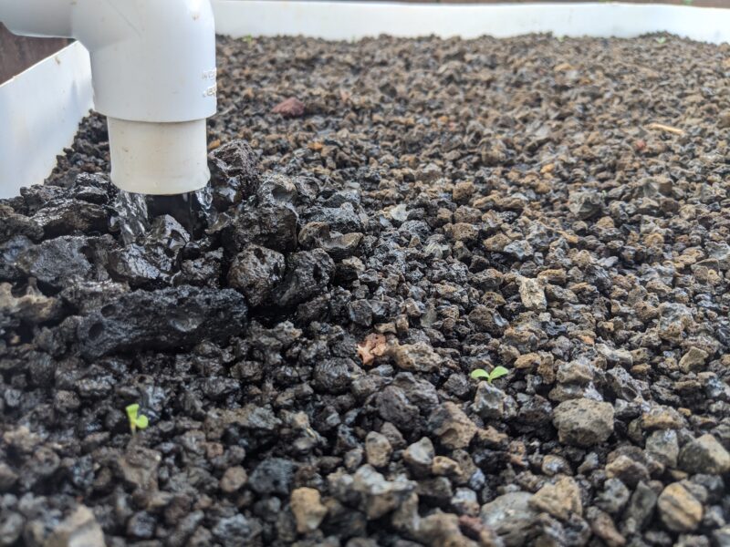 Germinating lettuce seeds in black lava rock.