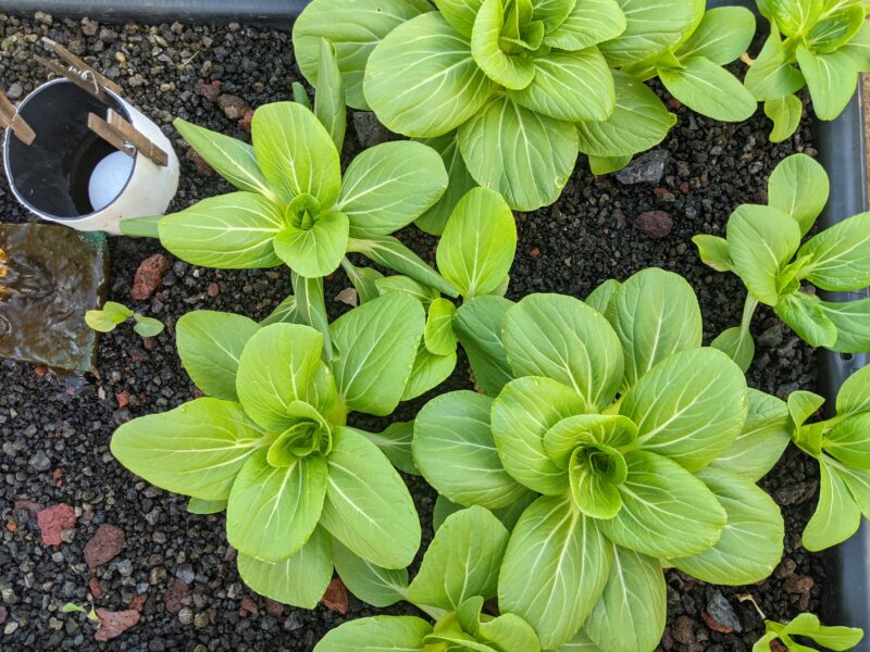 The inner area for mini li ren bok choy is a favored place for eggs to be laid.