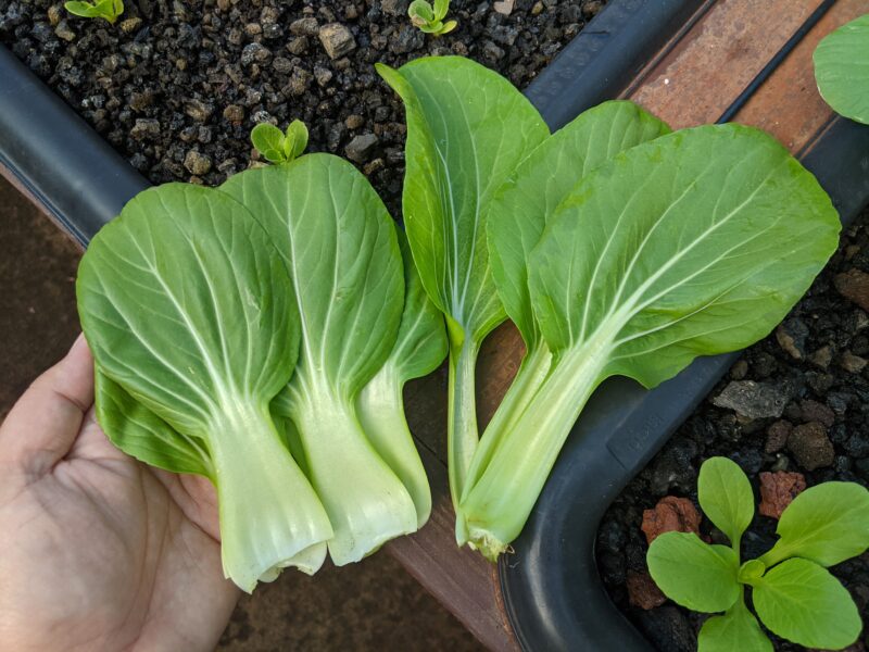 Mini li ren bok choy on the left, Shanghai hybrid bok choy on the right.