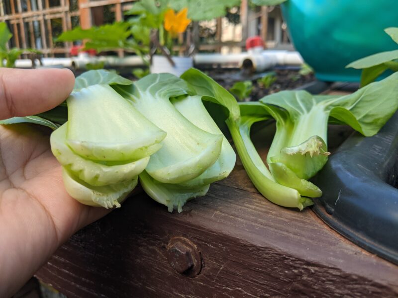 Mini li ren bok choy (on the left) have a really thick stem compared to the Shanghai hybrid bok choy on the right.