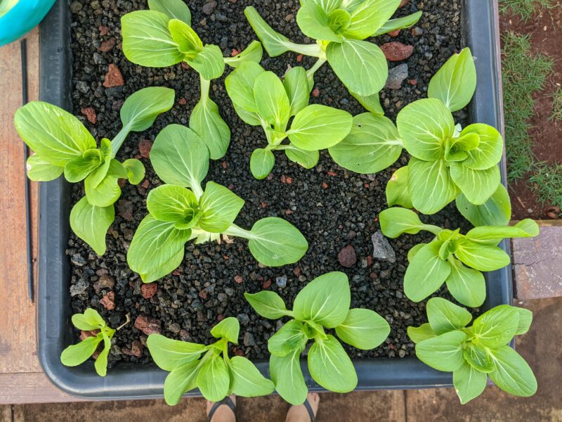 Freshly harvested bok choy. I pluck the larger leaves and leave the smaller leaves alone to get sun and grow big.