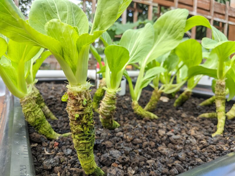 This particular batch of Shanghai hybrid bok choy have lasted me for 5 months and counting.