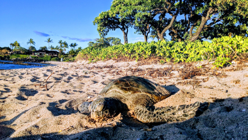 Walk The Kukio Beach Path For Coastal Views