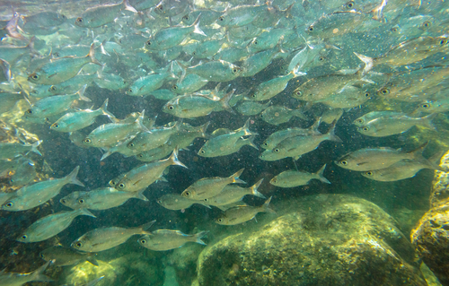 Snorkeling at Shark's Cove in Pupukea