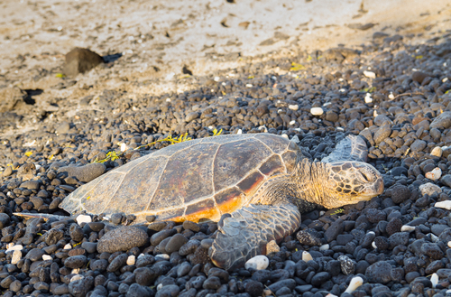 Coastal Hike To Kiholo Bay To See Green Sea Turtles