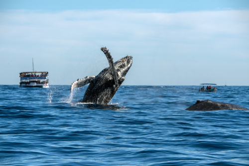 2 humpback whales hang out while whale watching boat spy from behind.