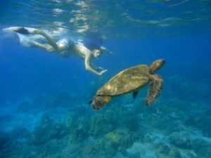 Snorkeling with green sea turtles in Maui, Hawaii. Don't touch and keep your distance!