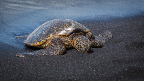 Turtles gravitate toward the black sand beaches because the sands are hotter than your regular white sand beaches. Punaluu Beach, Big Island.